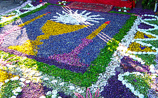Kwiatowe dywany we wsi Łaniewo – zobacz ZDJĘCIA